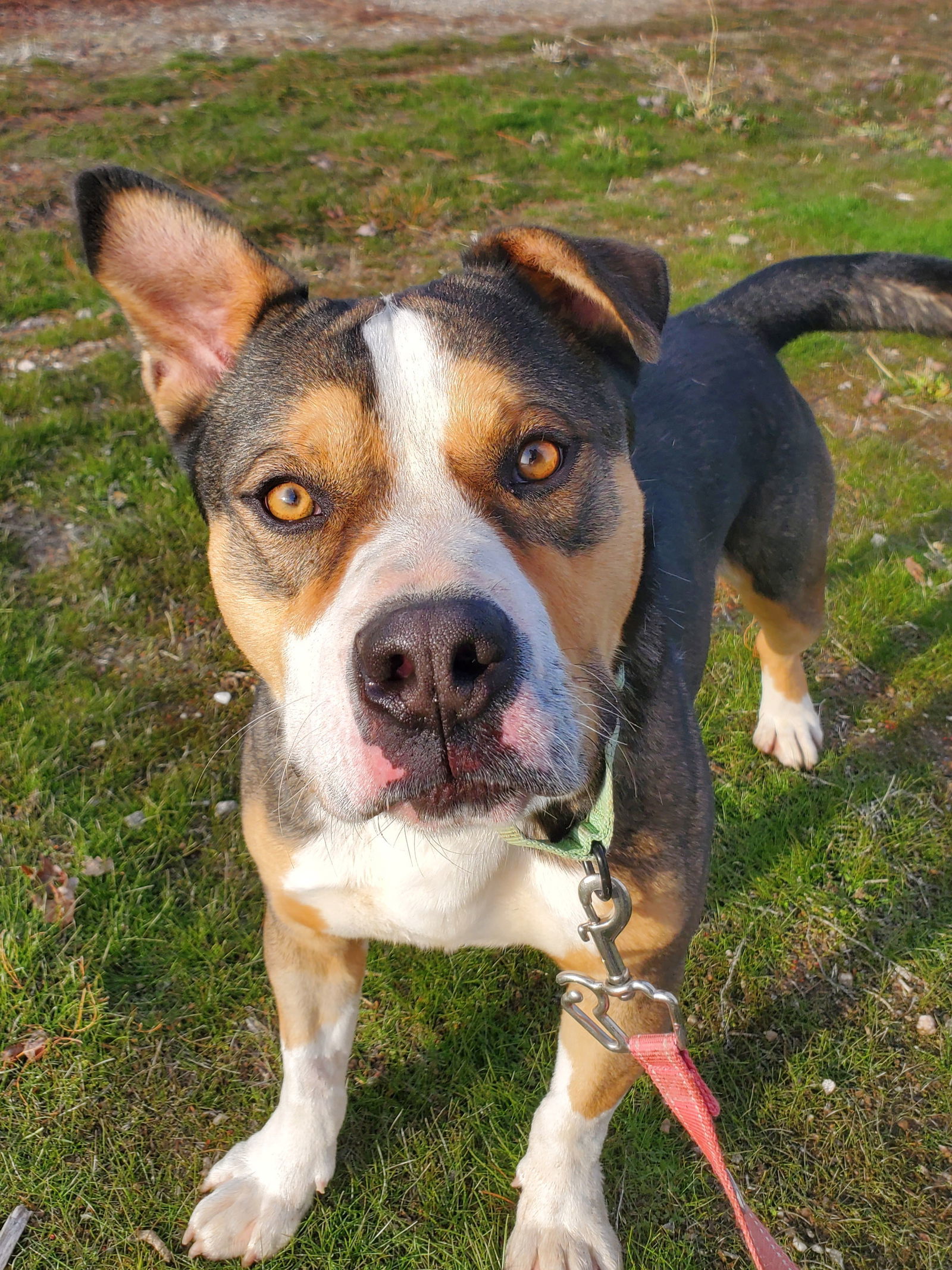 Pittie Paul, an adoptable American Bulldog, American Staffordshire Terrier in Yreka, CA, 96097 | Photo Image 2
