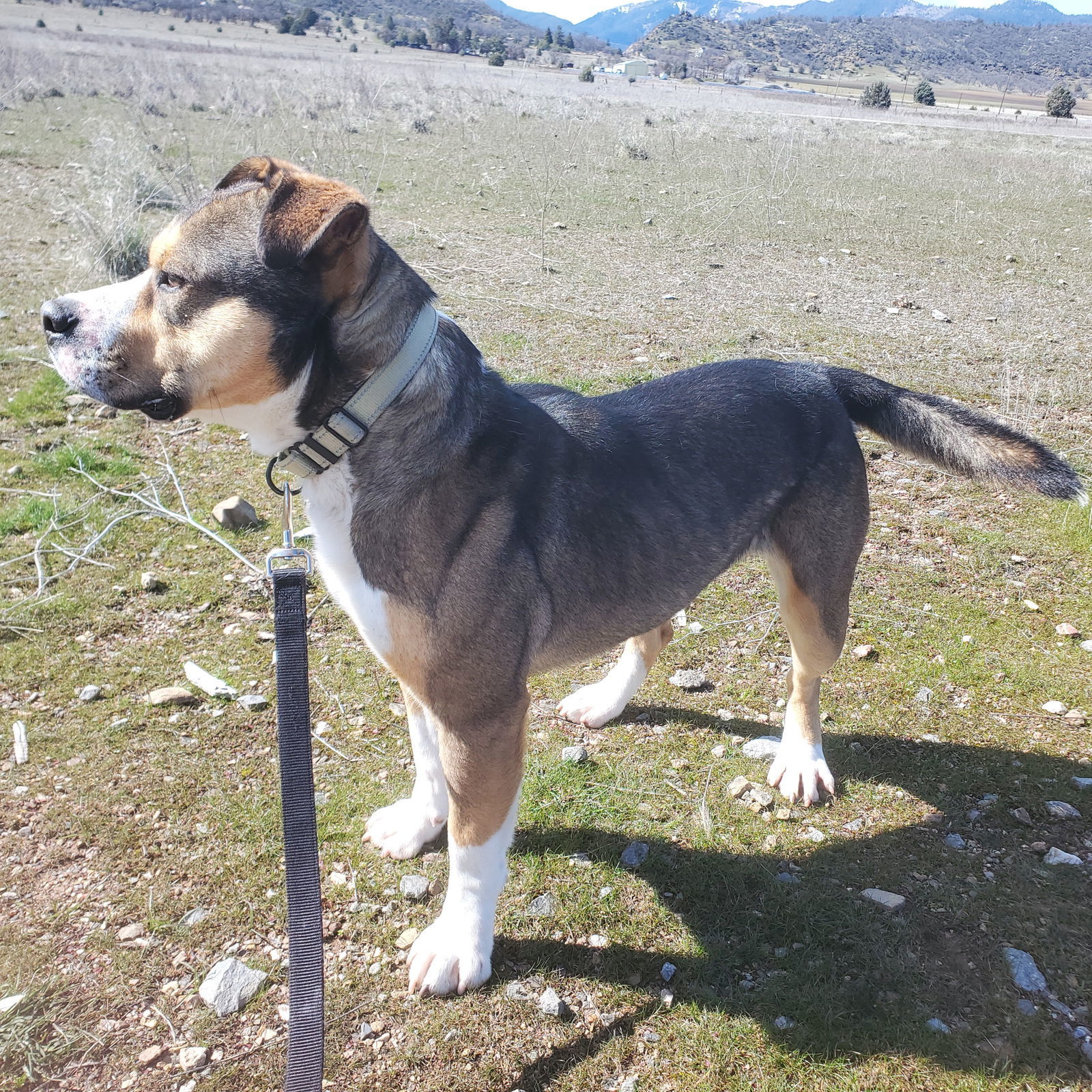 Pittie Paul, an adoptable American Bulldog, American Staffordshire Terrier in Yreka, CA, 96097 | Photo Image 3