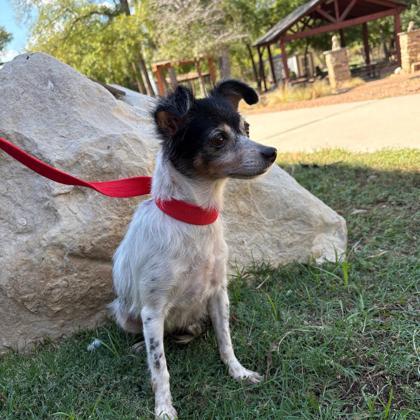 Lavi, an adoptable Papillon, Mixed Breed in Carrollton, TX, 75006 | Photo Image 2