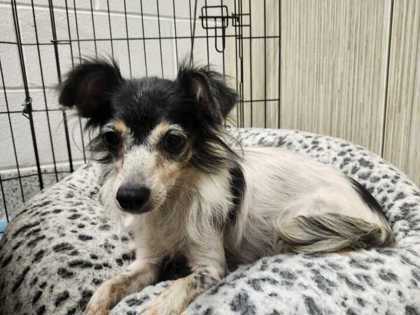 Lavi, an adoptable Papillon, Mixed Breed in Carrollton, TX, 75006 | Photo Image 3