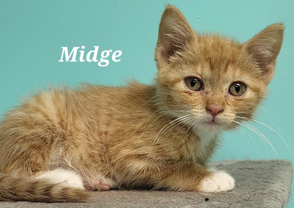 Midge