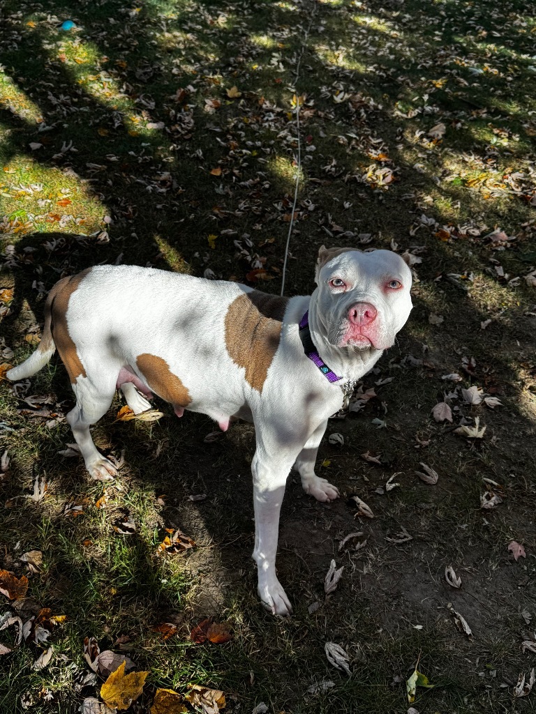 Josie