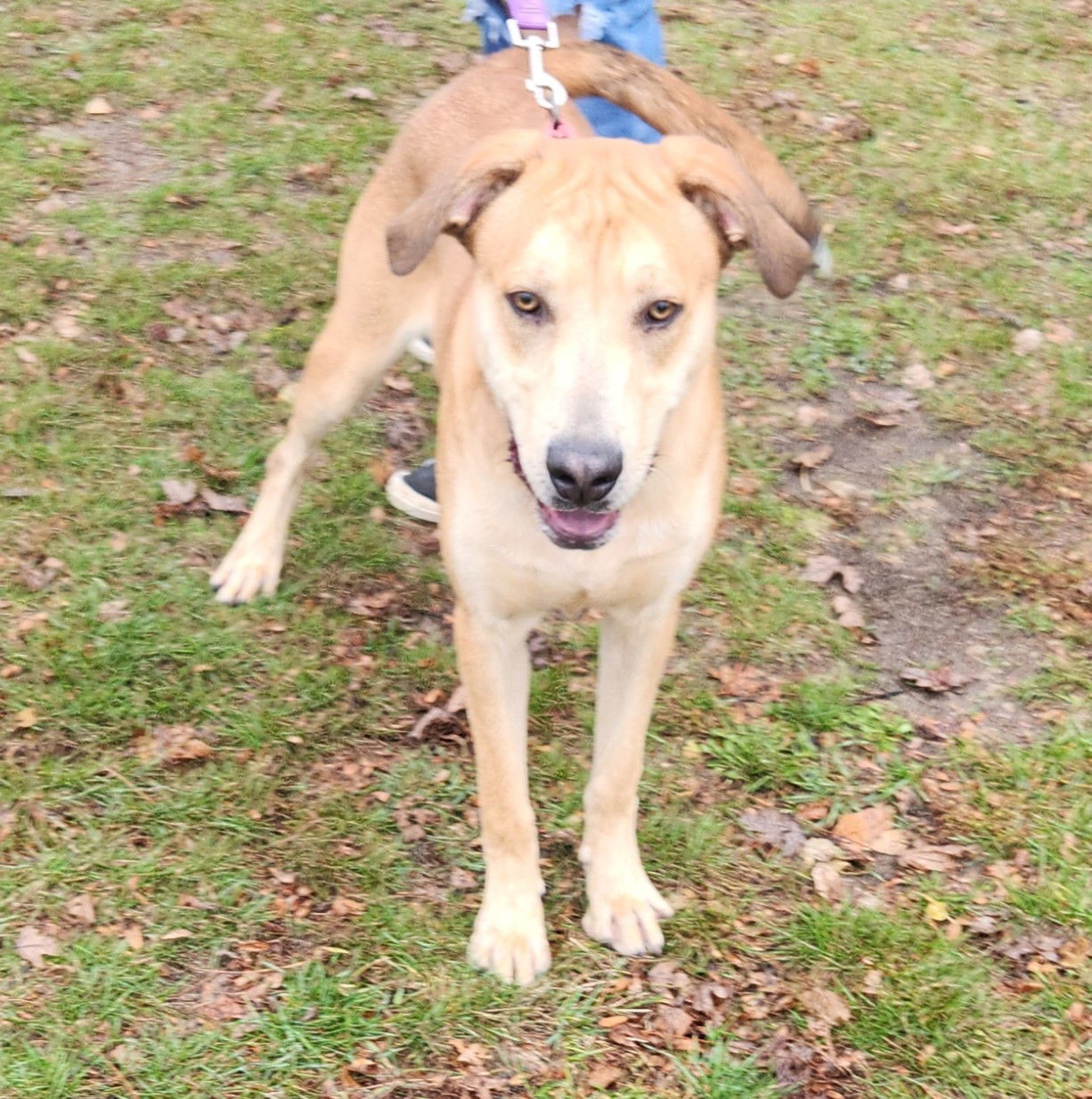 Braven, an adoptable Labrador Retriever in Knoxville, IA, 50138 | Photo Image 1