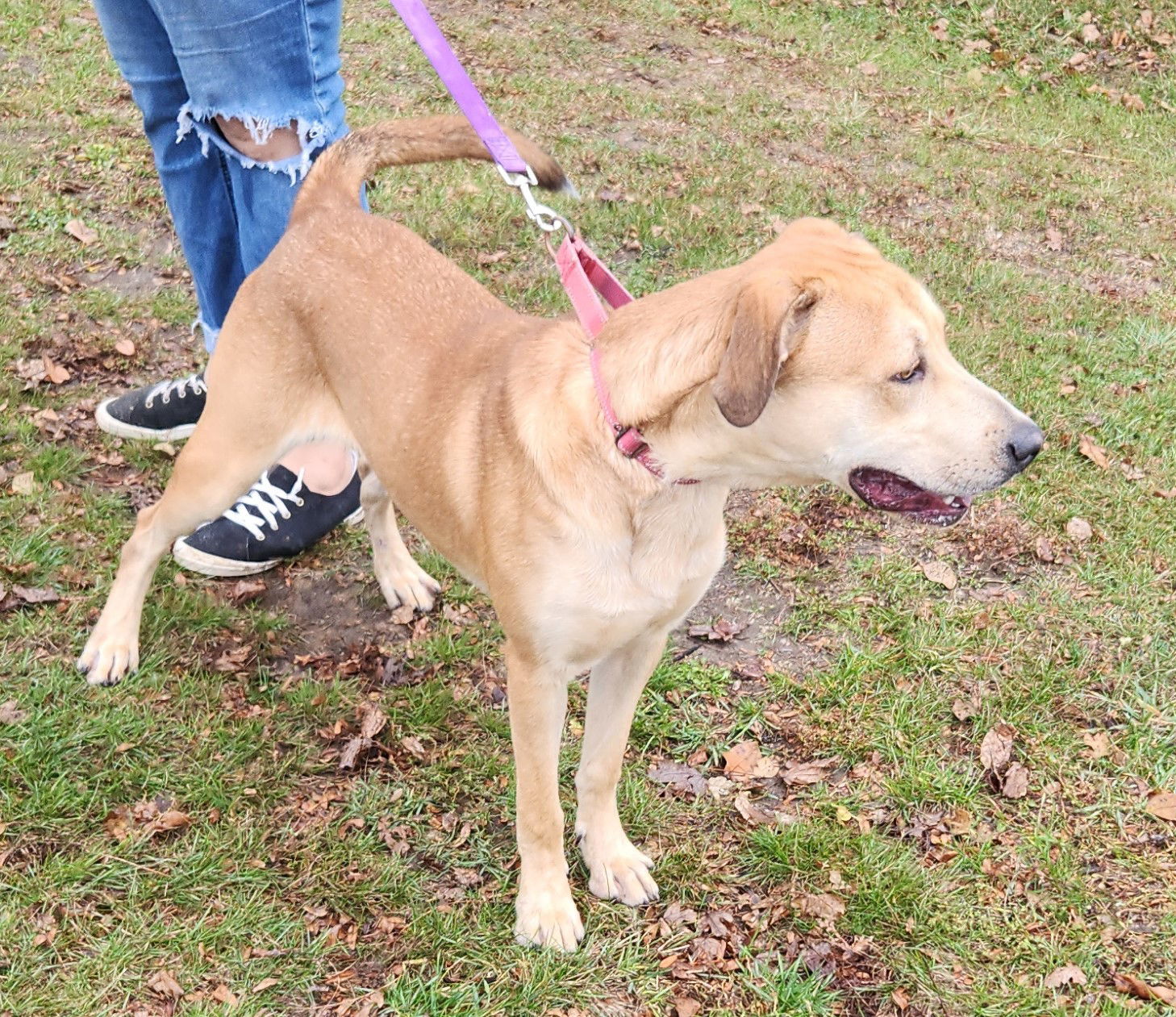 Braven, an adoptable Labrador Retriever in Knoxville, IA, 50138 | Photo Image 2
