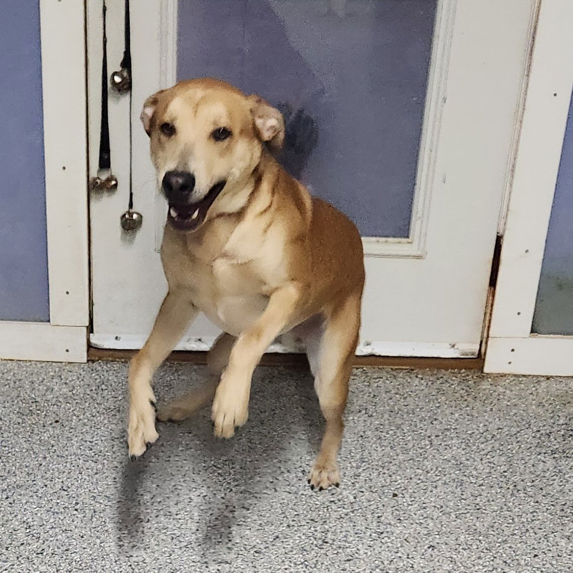 Braven, an adoptable Labrador Retriever in Knoxville, IA, 50138 | Photo Image 3