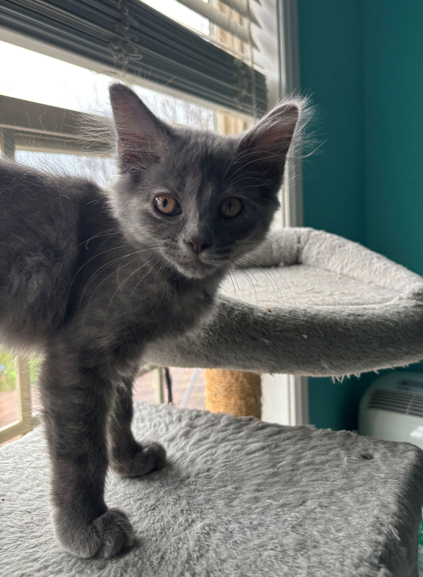 Anchovy, an adoptable Nebelung, Domestic Long Hair in Georgetown, KY, 40324 | Photo Image 1