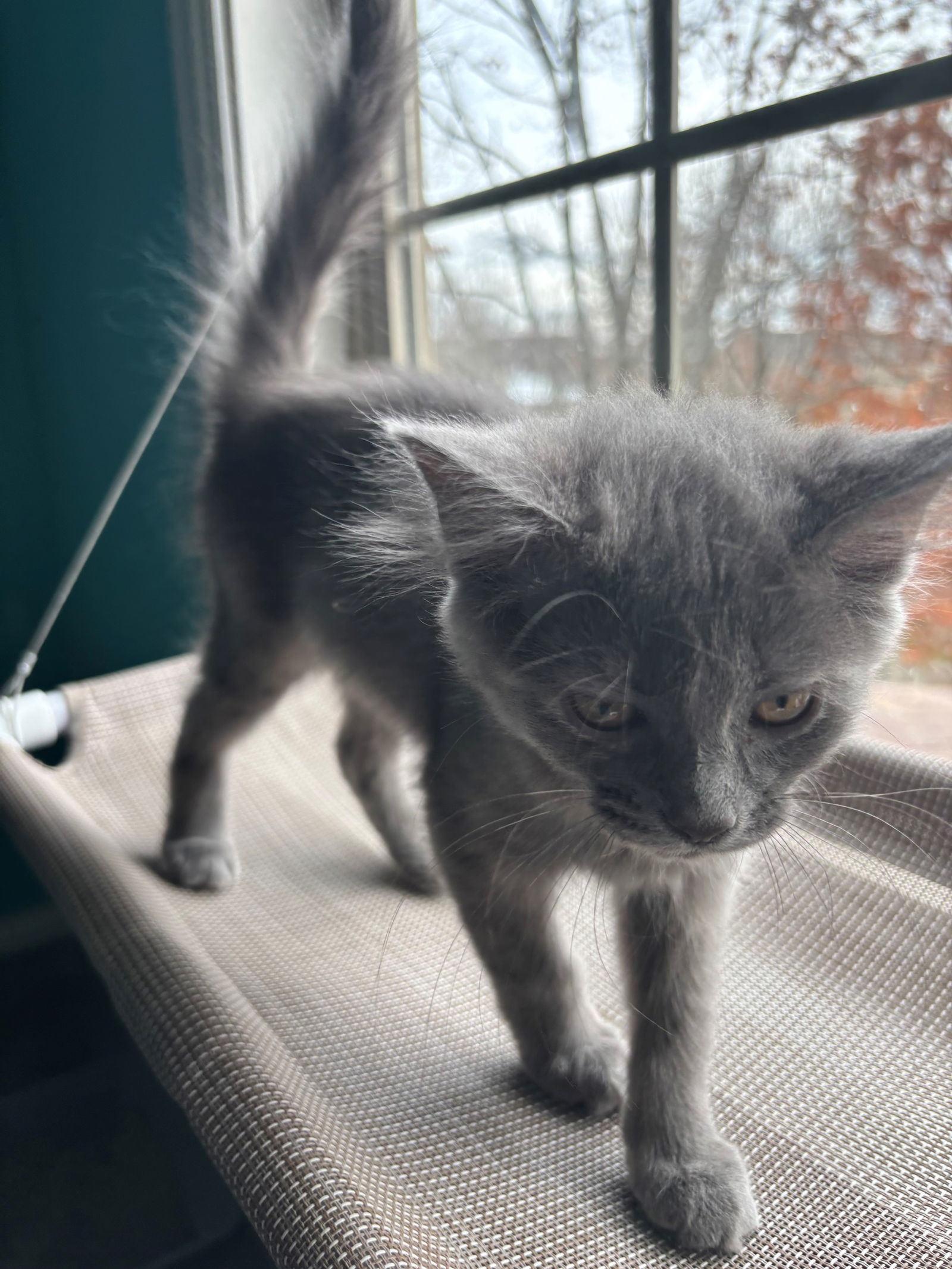 Anchovy, an adoptable Nebelung, Domestic Long Hair in Georgetown, KY, 40324 | Photo Image 2