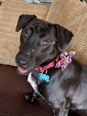 Kiddo, Young Female Dachshund