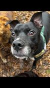 Trevor Fabulous Family Dog *FEE WAIVED* photo 1
