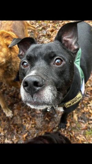 Trevor Fabulous Family Dog *FEE WAIVED*, Senior Male Terrier