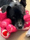 Trevor Fabulous Family Dog *FEE WAIVED* photo 3