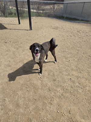 Cyrberous, Young Male Plott Hound