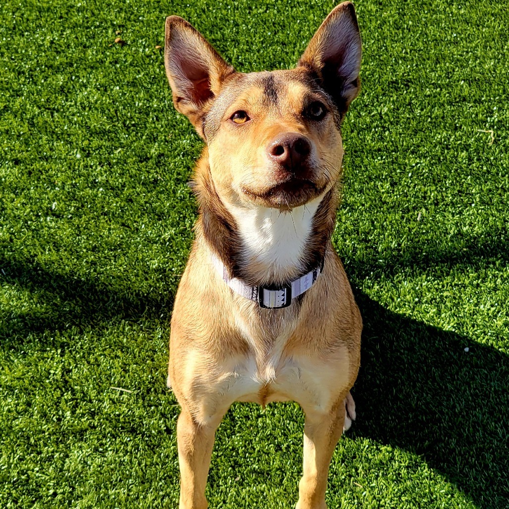 Delilah, an adoptable Hound in Cody, WY, 82414 | Photo Image 1
