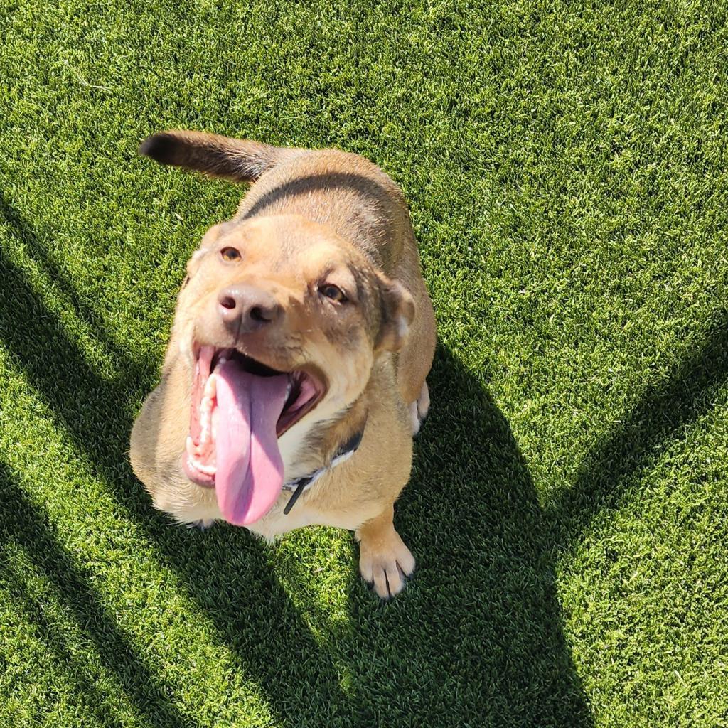 Delilah, an adoptable Hound in Cody, WY, 82414 | Photo Image 2