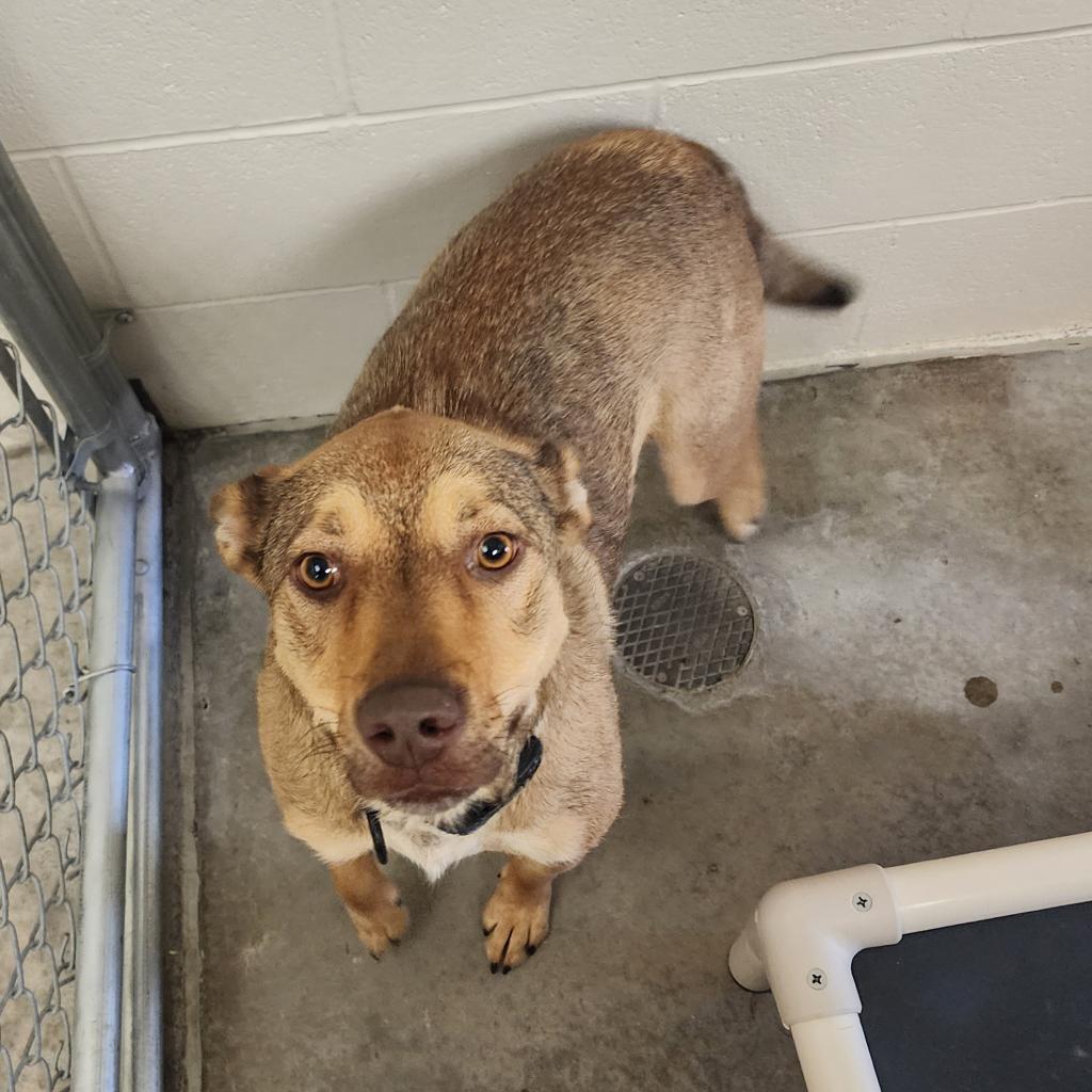 Delilah, an adoptable Hound in Cody, WY, 82414 | Photo Image 3