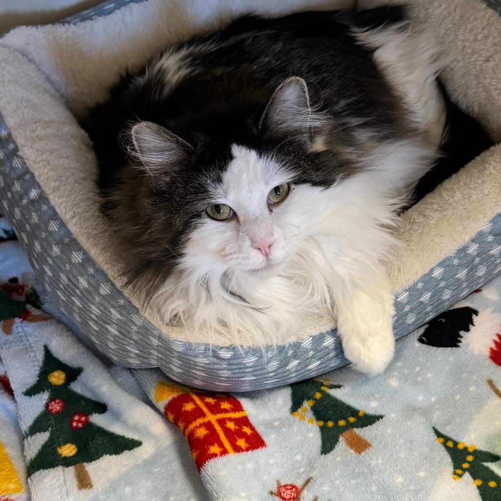 Sunkiss, an adoptable Domestic Long Hair in Cody, WY, 82414 | Photo Image 1