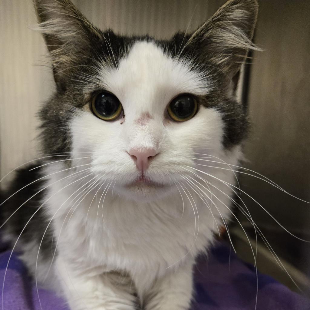 Sunkiss, an adoptable Domestic Long Hair in Cody, WY, 82414 | Photo Image 2