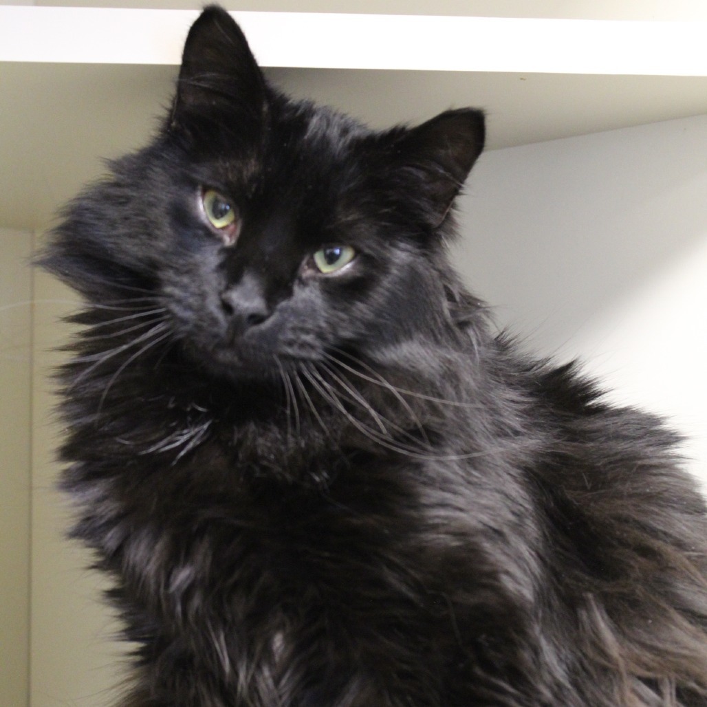 Raven, an adoptable Domestic Long Hair in Cody, WY, 82414 | Photo Image 1