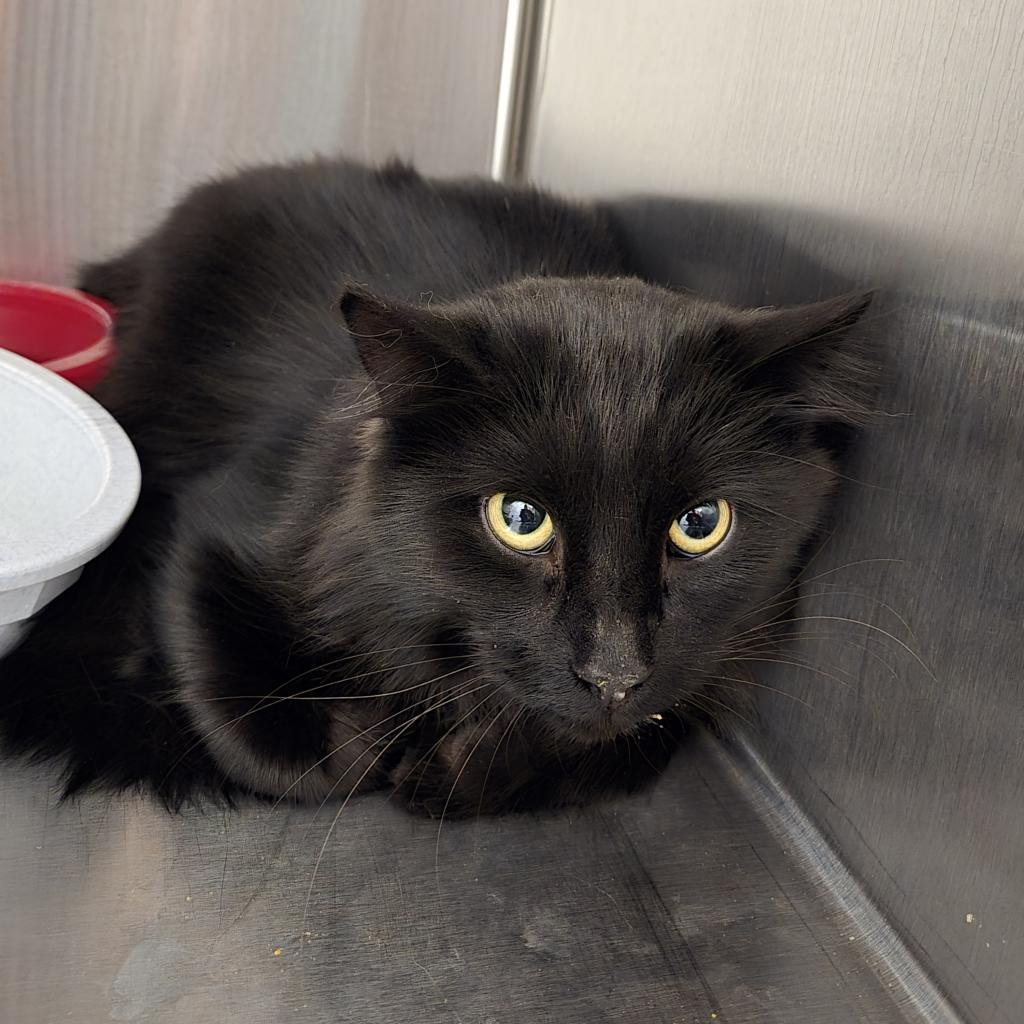 Raven, an adoptable Domestic Long Hair in Cody, WY, 82414 | Photo Image 2