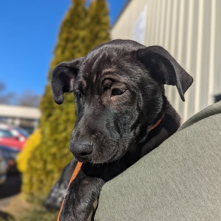 Dutch (180 days+)