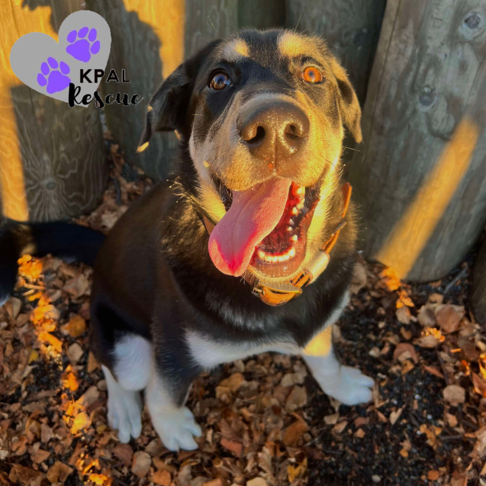 Badger, an adoptable Alaskan Malamute, Labrador Retriever in Kenai, AK, 99611 | Photo Image 1