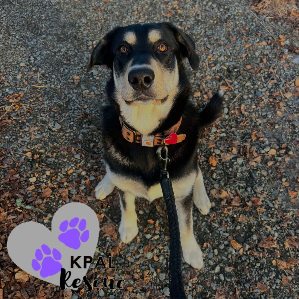 Badger, an adoptable Alaskan Malamute, Labrador Retriever in Kenai, AK, 99611 | Photo Image 2