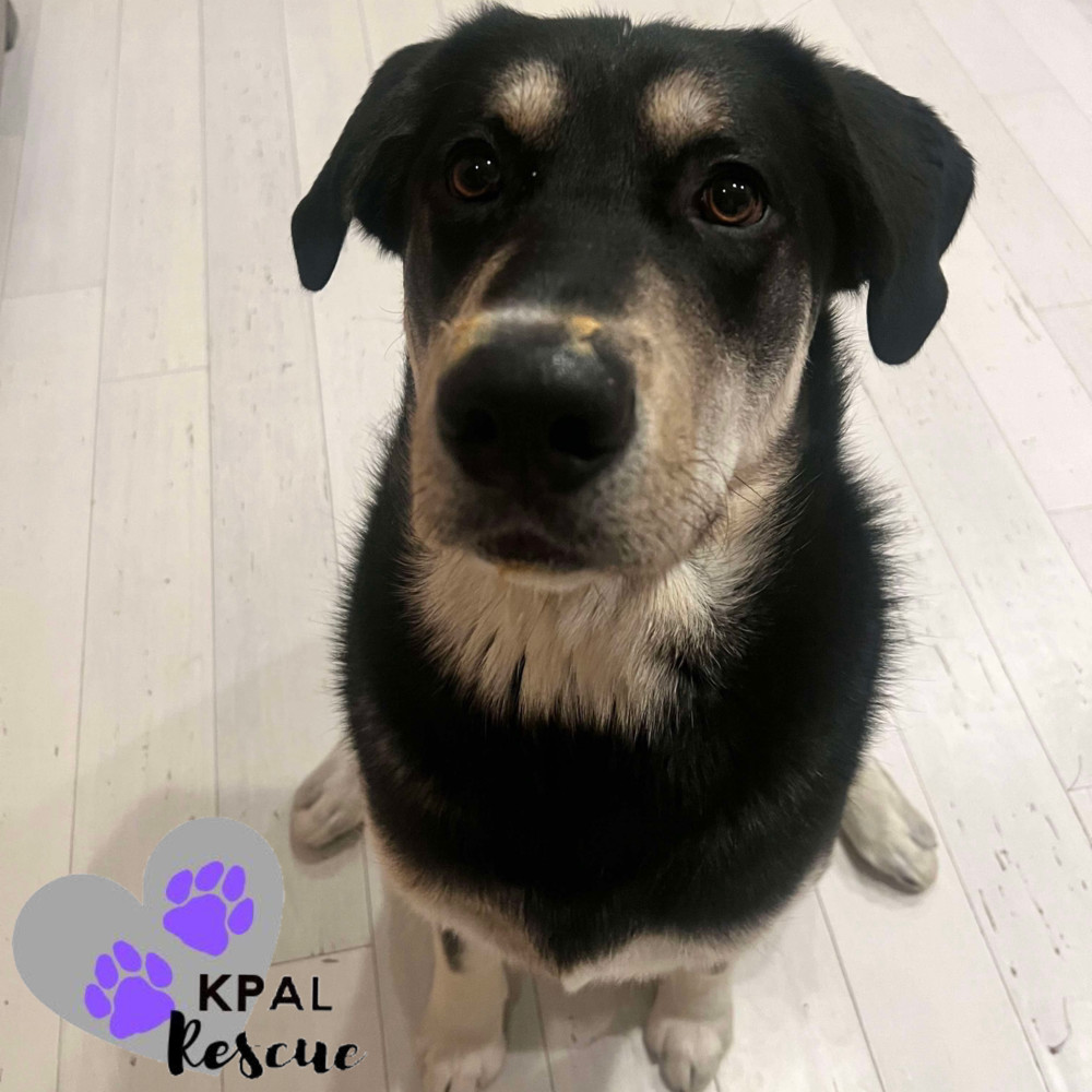 Badger, an adoptable Alaskan Malamute, Labrador Retriever in Kenai, AK, 99611 | Photo Image 3