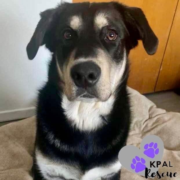Badger, an adoptable Alaskan Malamute, Labrador Retriever in Kenai, AK, 99611 | Photo Image 4
