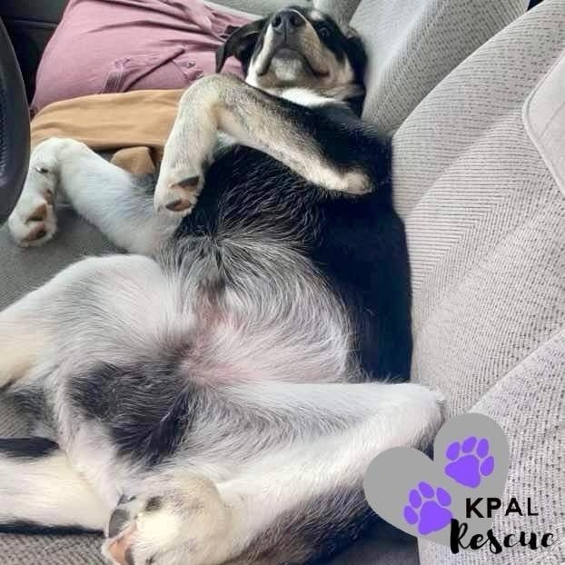 Badger, an adoptable Alaskan Malamute, Labrador Retriever in Kenai, AK, 99611 | Photo Image 5