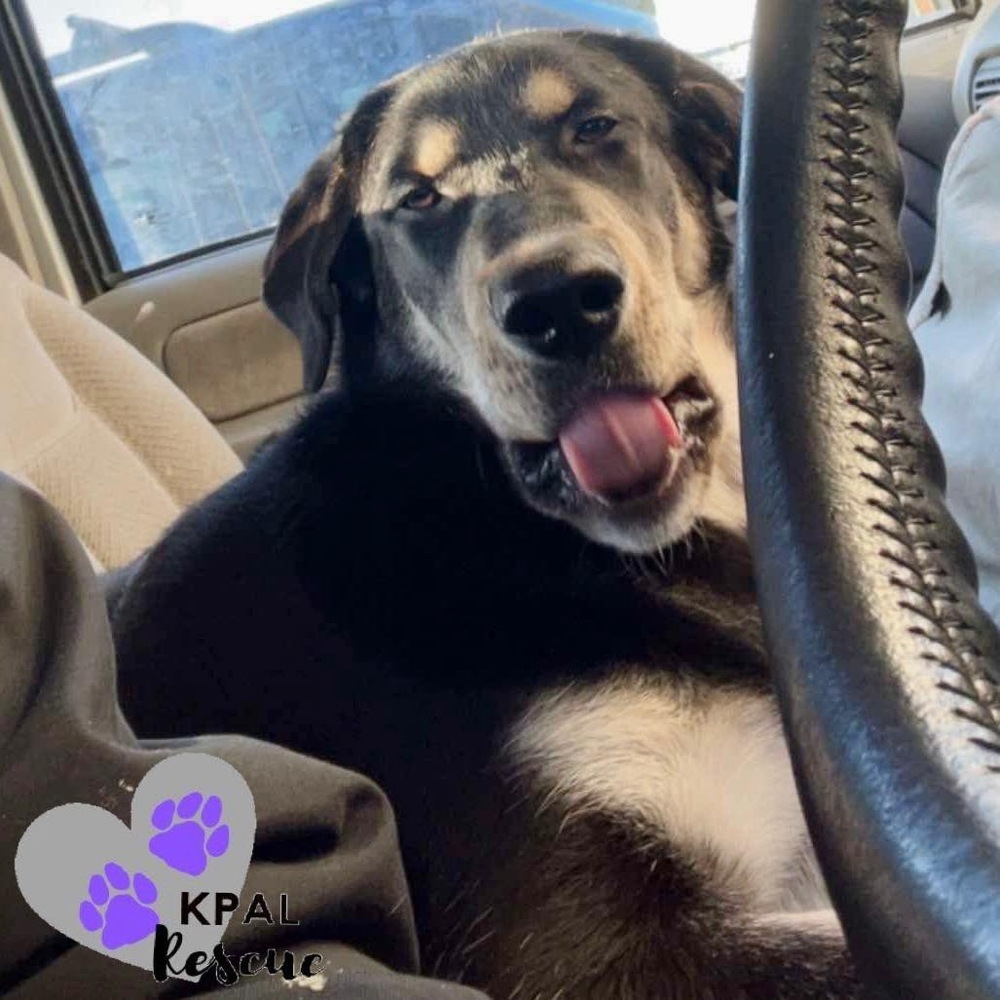 Badger, an adoptable Alaskan Malamute, Labrador Retriever in Kenai, AK, 99611 | Photo Image 6