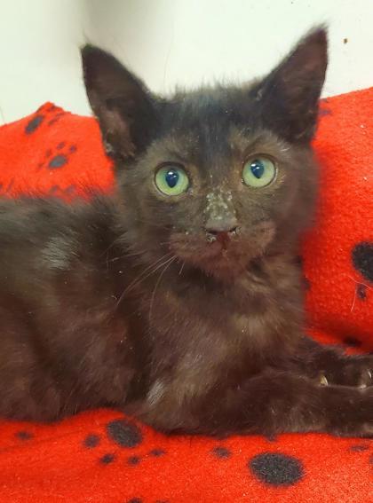 Astro, an adoptable Domestic Medium Hair, Domestic Short Hair in Pendleton, OR, 97801 | Photo Image 1