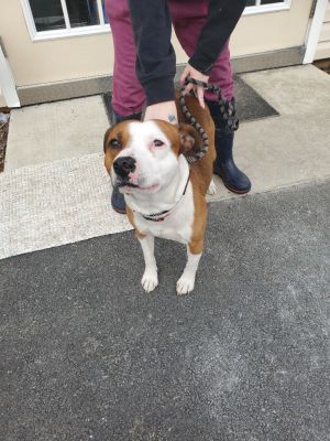 Otis, Adult Male Pit Bull Terrier