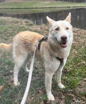 Sawyer, Adult Male Husky