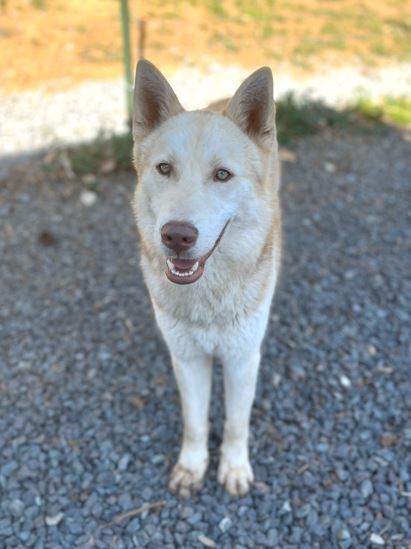 Sawyer