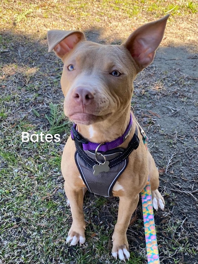 Bates, an adoptable Pit Bull Terrier in New Bern, NC, 28563 | Photo Image 1