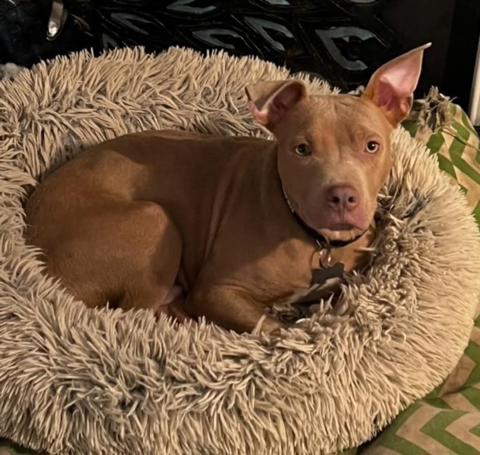 Bates, an adoptable Pit Bull Terrier in New Bern, NC, 28563 | Photo Image 2