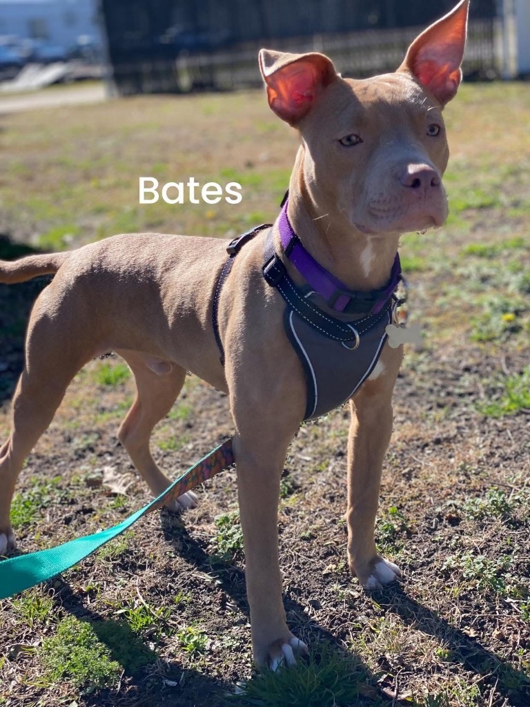 Bates, an adoptable Pit Bull Terrier in New Bern, NC, 28563 | Photo Image 3