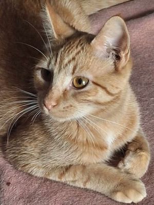 Crockett, Adult Male Domestic Short Hair