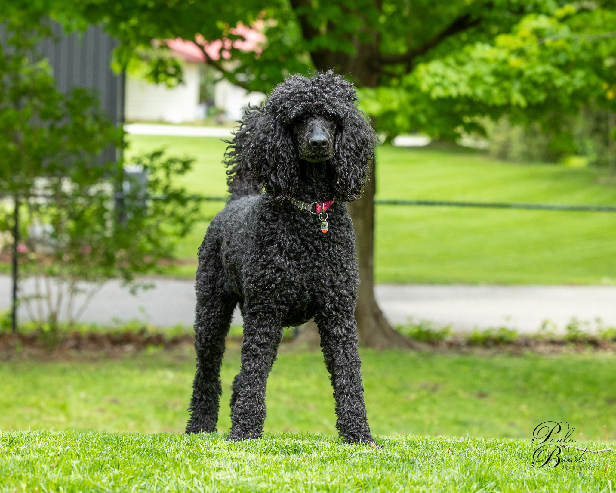 Petunia, an adoptable Standard Poodle in Toronto, ON, M4Y 2B7 | Photo Image 1