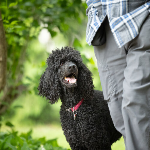 Petunia, an adoptable Standard Poodle in Toronto, ON, M4Y 2B7 | Photo Image 2