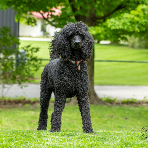 Petunia, an adoptable Standard Poodle in Toronto, ON, M4Y 2B7 | Photo Image 3