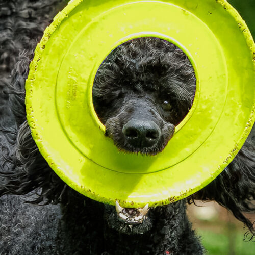 Petunia, an adoptable Standard Poodle in Toronto, ON, M4Y 2B7 | Photo Image 4