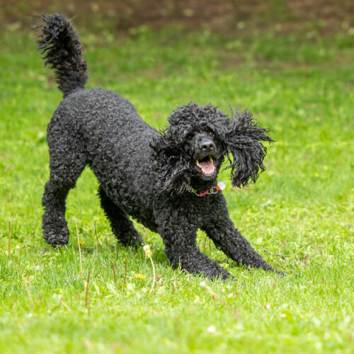 Petunia, an adoptable Standard Poodle in Toronto, ON, M4Y 2B7 | Photo Image 5