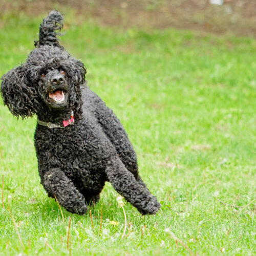 Petunia, an adoptable Standard Poodle in Toronto, ON, M4Y 2B7 | Photo Image 6