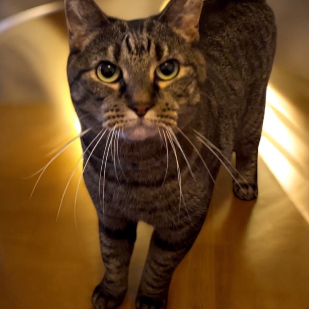 Kimmy, an adoptable Domestic Short Hair in Blanchard, OK, 73010 | Photo Image 2