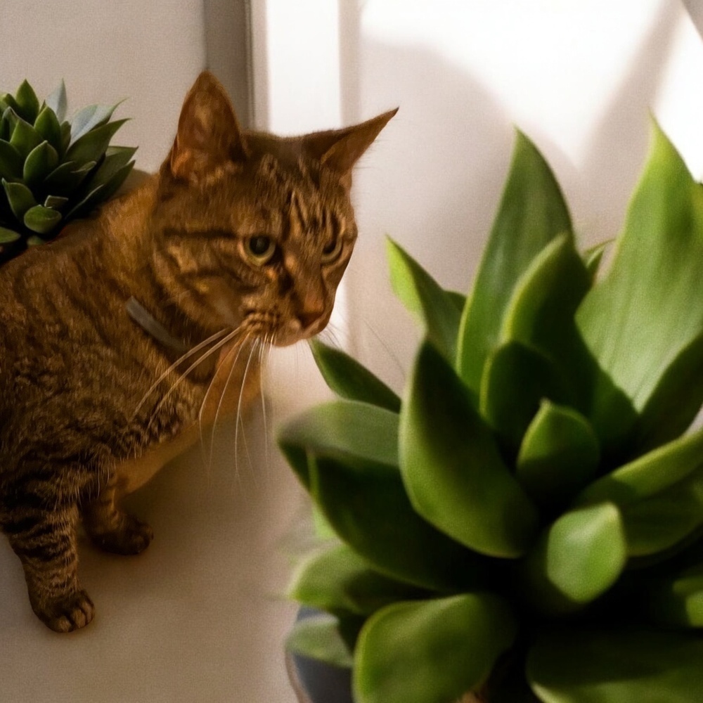 Kimmy, an adoptable Domestic Short Hair in Blanchard, OK, 73010 | Photo Image 3