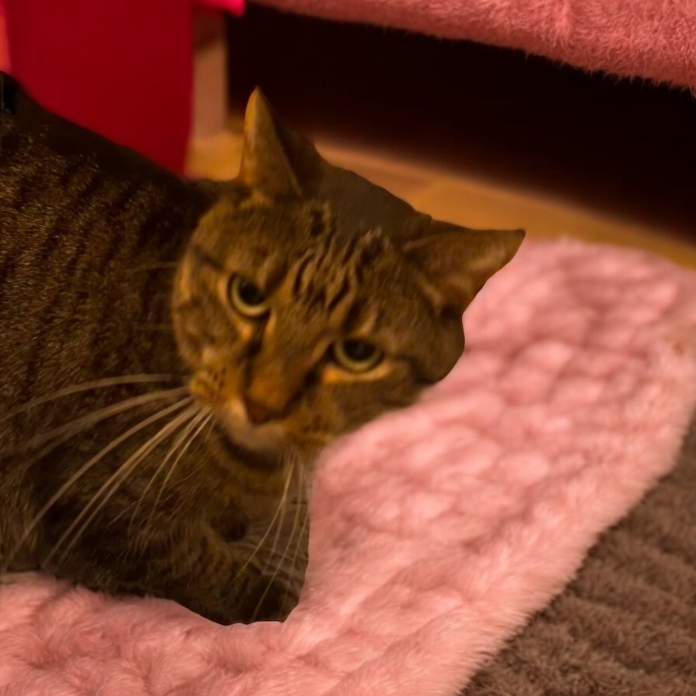 Kimmy, an adoptable Domestic Short Hair in Blanchard, OK, 73010 | Photo Image 4