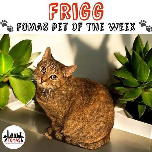Frigg, an adoptable Domestic Short Hair in Blanchard, OK, 73010 | Photo Image 1