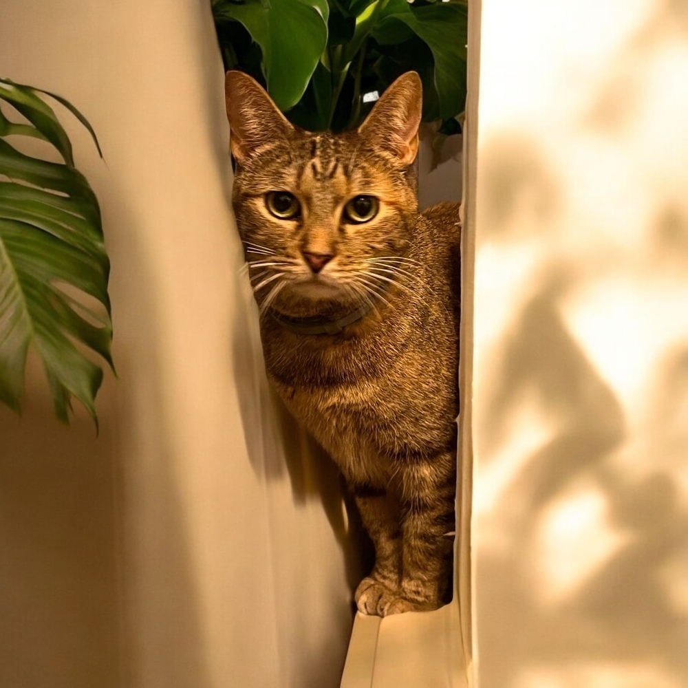 Frigg, an adoptable Domestic Short Hair in Blanchard, OK, 73010 | Photo Image 2