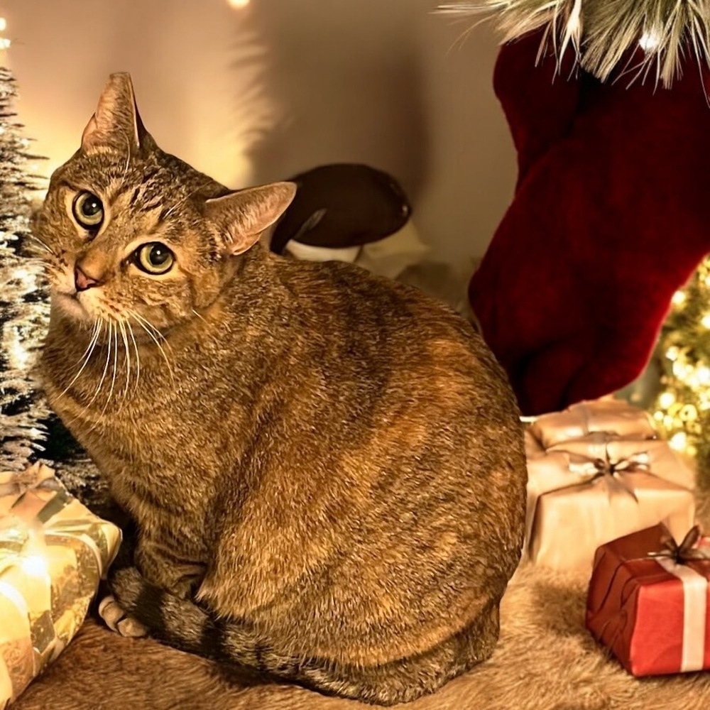 Frigg, an adoptable Domestic Short Hair in Blanchard, OK, 73010 | Photo Image 3